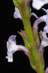 Narrowleaf vervain